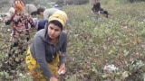 Tajikistan -- Cotton field, Khatlon region, 30Sep2017 